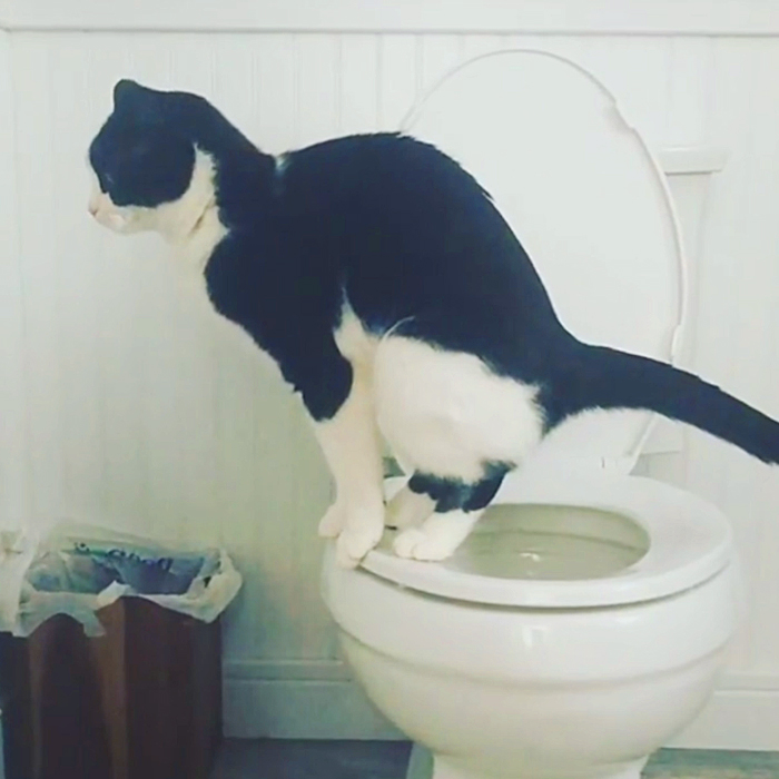 56 Top Images Train Cat To Use Toilet / Toilet Training Cat Was A Crappy Idea The Star