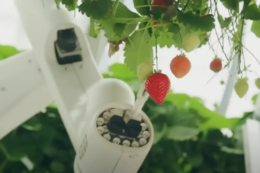 16 robotic arms carefully harvest ripe strawberries at peak freshness.
